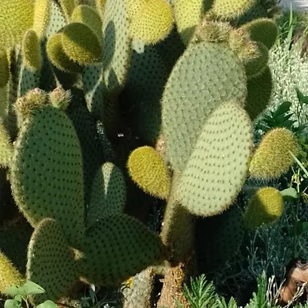 別荘 Haus Stepcich プロミン