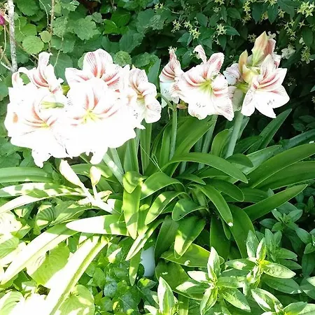 Hébergement de vacances Haus Stepcich Plomin