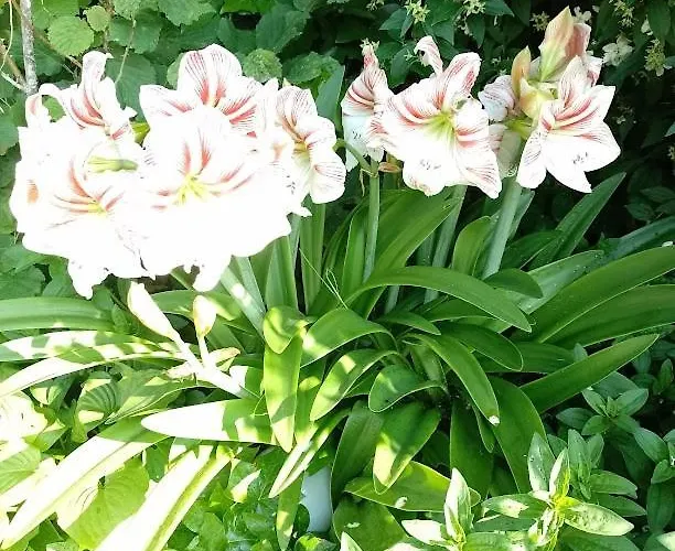 Feriehus Haus Stepcich Plomin